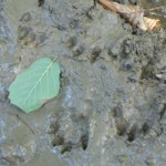 Huella de nutria (Lutra lutra)