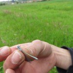 Identificación de Coenagrion mercuriale