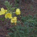 Especie invasora de carácter bienal Oenothera biennis en sus dos fases. Primer año (detrás), segundo año (primer plano)
