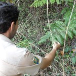 Guarda de campo identificando la especie Woodwardia radicans