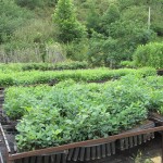 Labores de cultivo de diversas especies en Vivero El Pendo