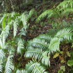 Población de Woodwardia radicans en la Cuenca del Miera