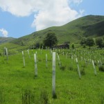 Reforestación de la montaña pasiega