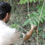 Guarda identifica la píjara o Woodwardia radicans en el Miera