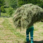 Velorta de hierba en la Montaña Pasiega