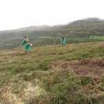 Desbroce previo a plantación
