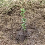 Acebo (Ilex aquifolium)