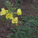 Oenothera biennis en el Puntal de Somo