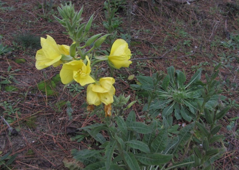 Oenothera biennis en el Puntal de Somo