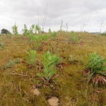 Campo de onagras en el Puntal de Somo