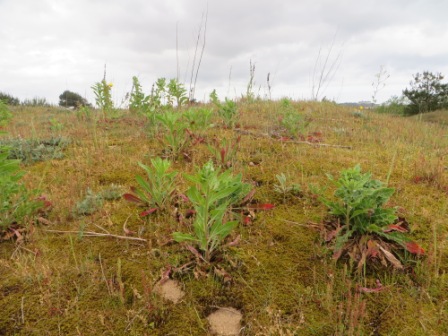 Campo de onagras en el Puntal de Somo