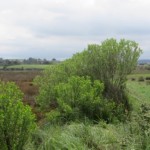 Chilca (Baccharis halimifolia) que ha colonizado las márgenes de la Ría de Cubas