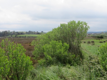 Chilca (Baccharis halimifolia) que ha colonizado las márgenes de la Ría de Cubas