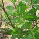 Detalle de la hoja de la chilca (Baccharis halimifolia)