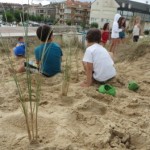 El barrón (Ammophyla arenaria) retiene la arena y ayuda a fijar las dunas