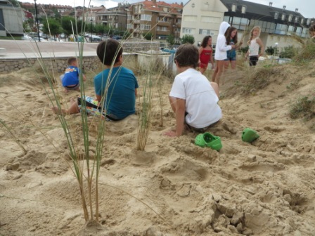 El barrón (Ammophyla arenaria) retiene la arena y ayuda a fijar las dunas