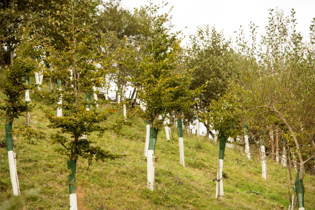 Reforestación una década después