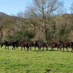 Los pottokas de FNYH en la Montaña Pasiega y Oriental