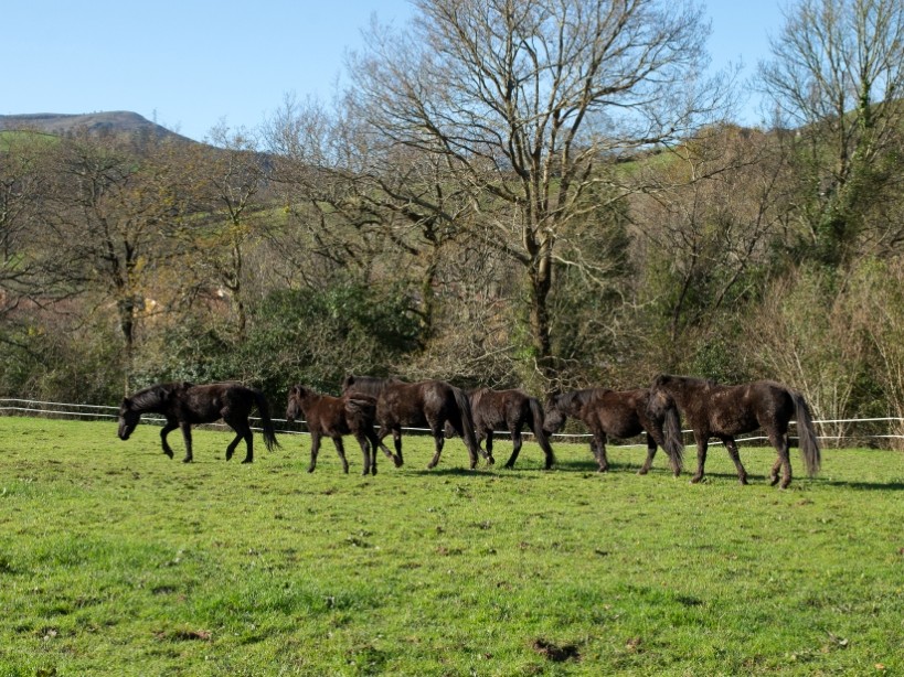 Los pottokas de FNYH en la Montaña Pasiega y Oriental