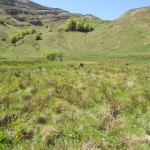 Turbera de Bernallán