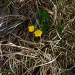 Caltha palustris