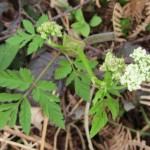 Chraerofillum hirsutum