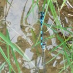 Cópula de Coenagrion mercuriale (LIFE Miera)