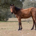 Caballo retuerta en la dehesa