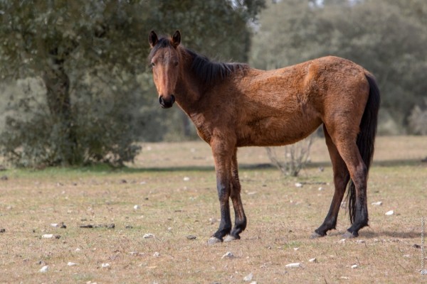 Caballo retuerta en la dehesa