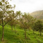 Reforestación con castaños en el LIC Montaña Oriental