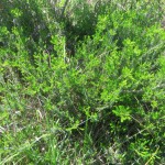 Erica vagans en la Isla de Santa Marina