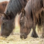 Caballos losinos en Marisma de Alday