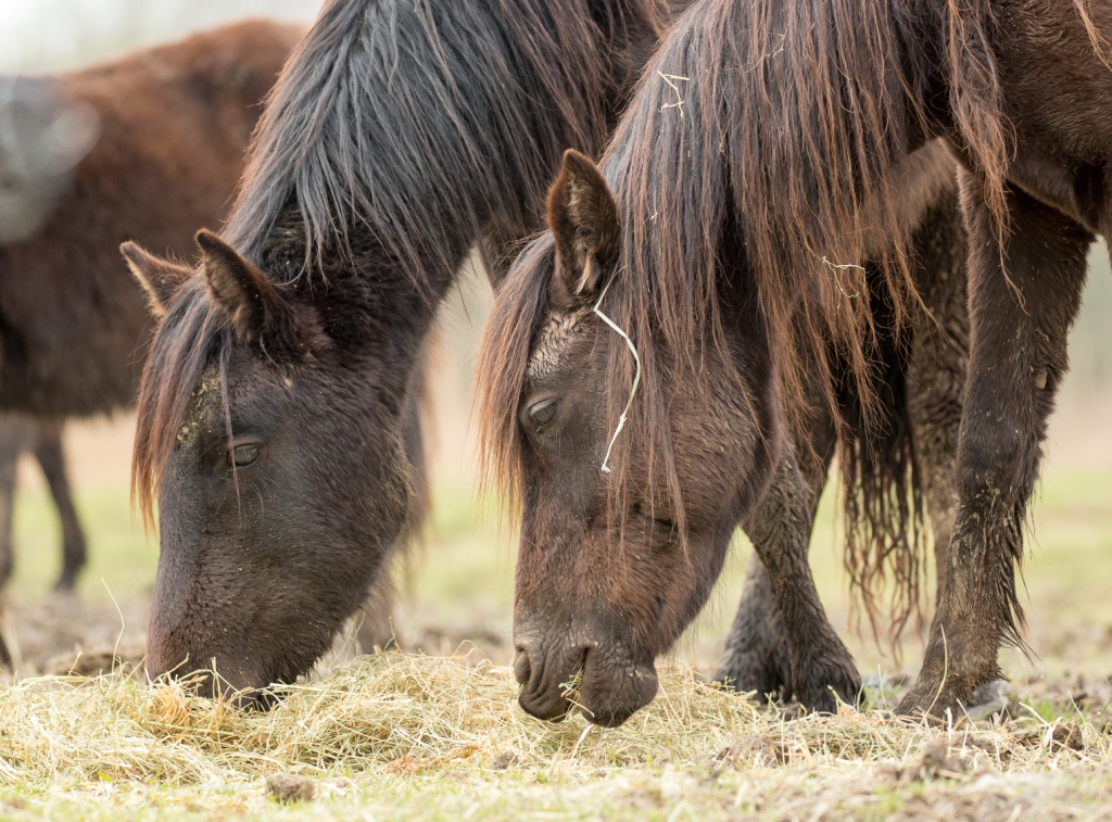 Caballos losinos en Marisma de Alday