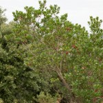 El madroño (arbutus unedo) es una especie habitual de los encinares cantábricos.