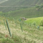 Plantación en la Montaña Pasiega.