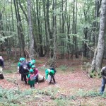 Recogiendo semilla en un bosque de hayas.