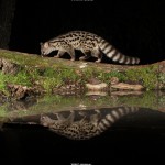 Reflejo de gineta. Foto Antonio Cobos