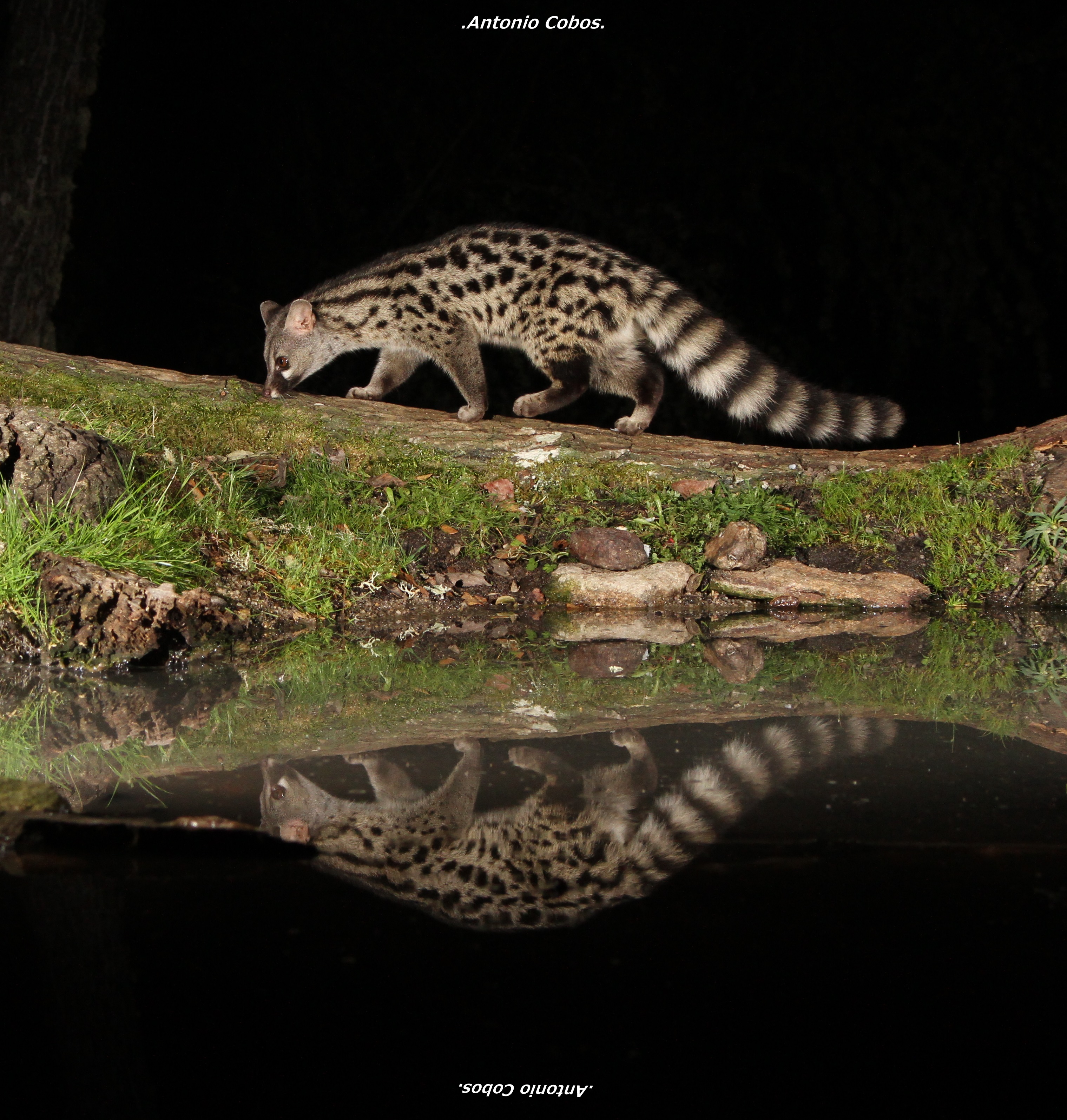 Reflejo de gineta. Foto Antonio Cobos