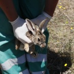 suelta de conejos de monte
