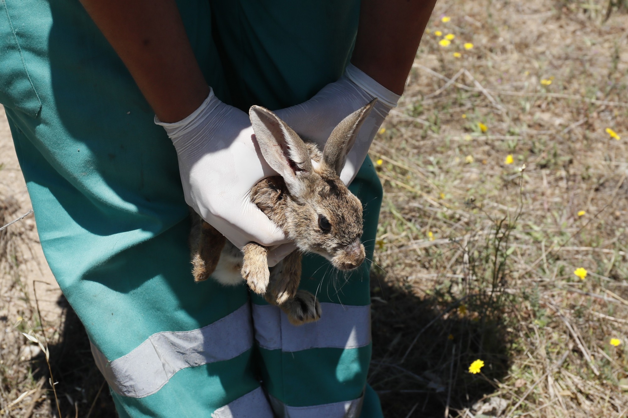 suelta de conejos de monte