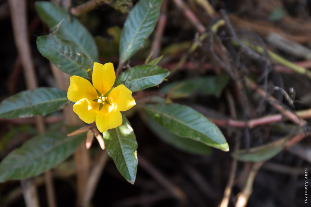 La flor amarilla de la Ludwigia peploides u onagraria.