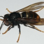 Foto de avispa asiática.