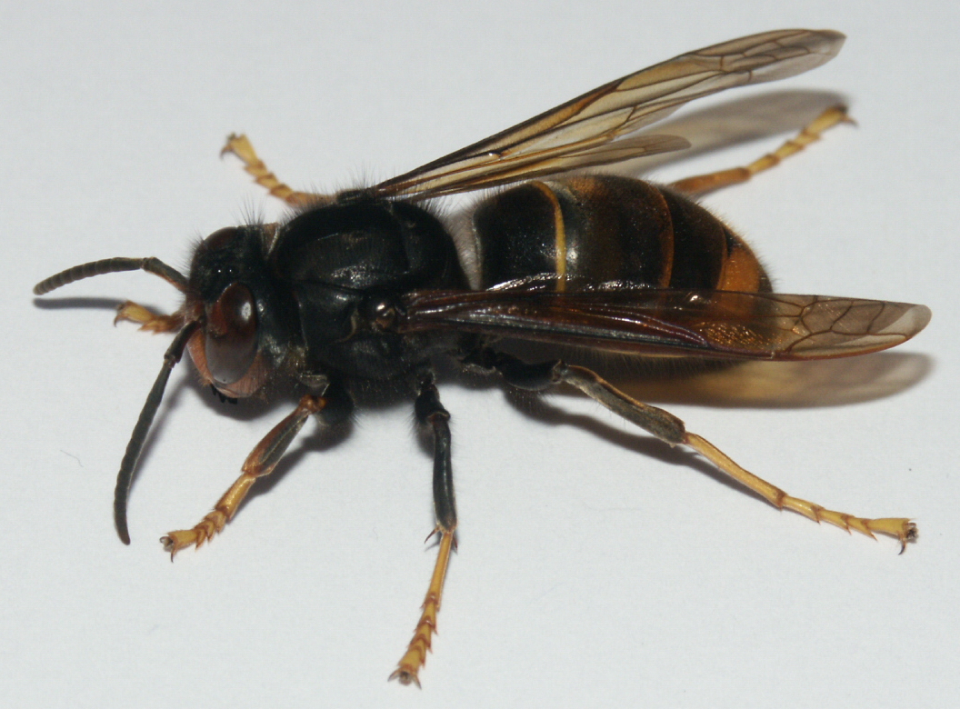 Foto de avispa asiática.