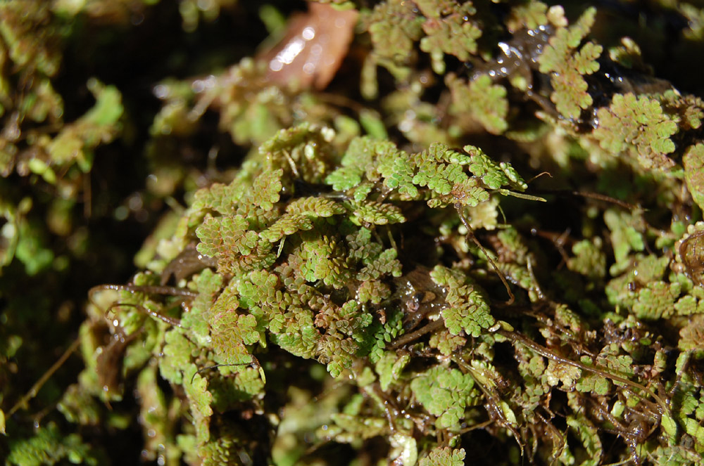 Detalle del helecho azolla.