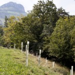 Reforestación para ampliación de la ribera en el Miera