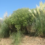 Las invasoras, Baccharis halimifolia y Cortaderia selloana, en la Ría de Cubas