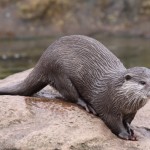 Nutria europea. Autor: D. Avery
