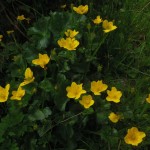 Caltha palustris (J. Goñi)