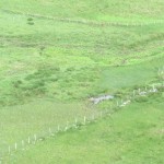 Cierre perimetral de protección del tremedal de Bernallán