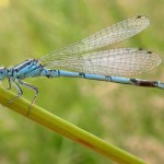 Caballito del diablo (Coenagrion mercuriale), autor: G. San Martin